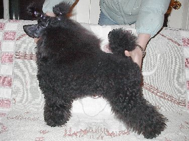Pomroth Toy Poodles ~ Copyright Protected 