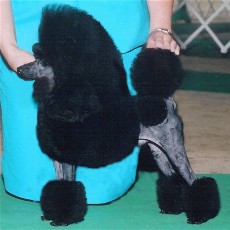 Pomroth Toy Poodles ~ Copyright Protected 