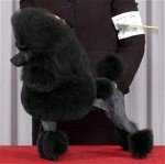 Pomroth Toy Poodles ~ Copyright Protected 