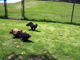 Pomroth Toy Poodles ~ Copyright Protected 