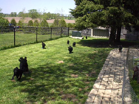 Pomroth Toy Poodles ~ Copyright Protected 