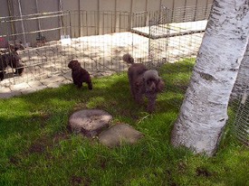 Pomroth Toy Poodles ~ Copyright Protected 
