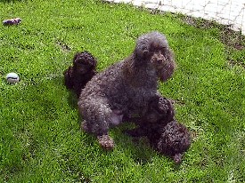 Pomroth Toy Poodles ~ Copyright Protected 