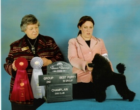 Pomroth Toy Poodles ~ Copyright Protected 