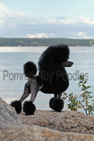 Pomroth Toy Poodles ~ Copyright Protected 