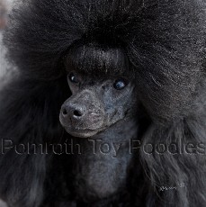 Pomroth Toy Poodles ~ Copyright Protected 