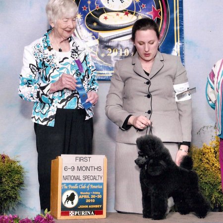 Pomroth Toy Poodles ~ Copyright Protected 