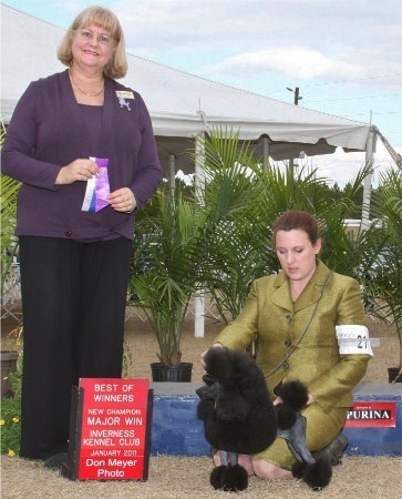 Pomroth Toy Poodles ~ Copyright Protected 