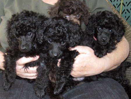 Black and brown toy poodle puppies sired by CH Bentley