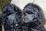 Pomroth Toy Poodles ~ Copyright Protected 