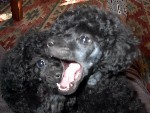 Pomroth Toy Poodles ~ Copyright Protected 