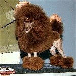 Pomroth Toy Poodles ~ Copyright Protected 