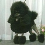 Pomroth Toy Poodles ~ Copyright Protected 