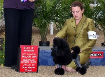 Pomroth Toy Poodles ~ Copyright Protected 