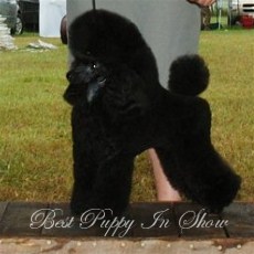 Pomroth Toy Poodles ~ Copyright Protected 